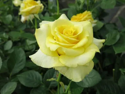 Загадочная красота розы хаммер на картинке