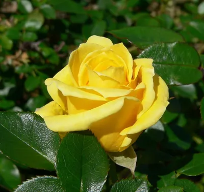 Фотка розы хаммер: наслаждение для глаз