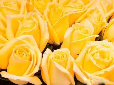 Фото розы хаммер с впечатляющими деталями