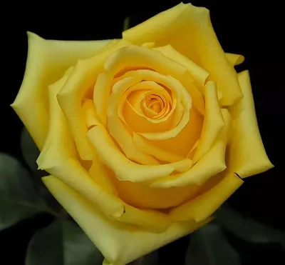 Фотография розы хаммер: прекрасный выбор для обоев