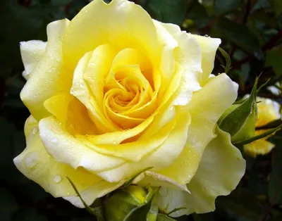 Фото розы хаммер: моментальное восхищение