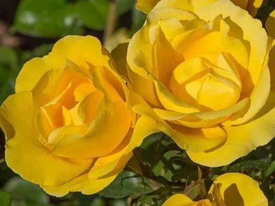 Фотка розы хаммер для ценителей красоты