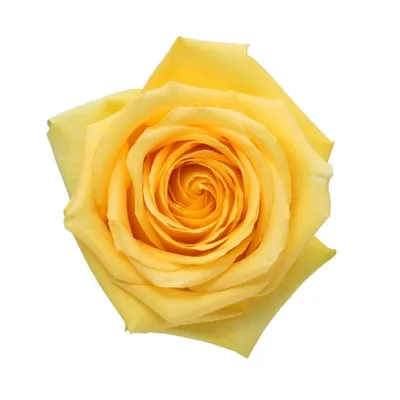 Идол гармонии: фото розы хаммер