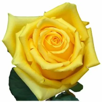 Изображение розы хаммер: выберите свой любимый формат