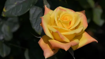Розовый рай: фотка розы хаммер