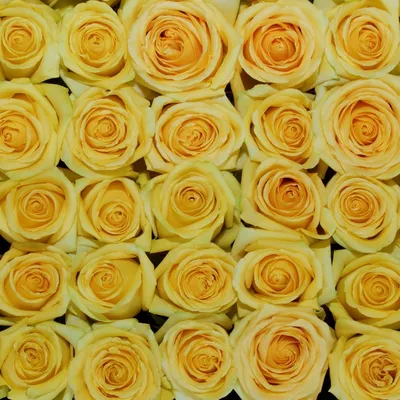 Хрупкая красота: фотография розы хаммер