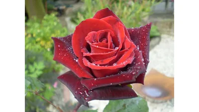 Вдохновение в каждой детали: фото розы хаммер
