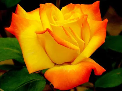 Фотка розы хаммер, чтобы подарить эстетическое удовольствие
