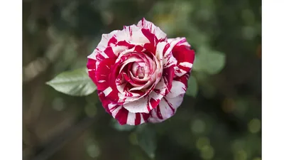 Фото розы хаммер: наслаждайтесь ее прекрасной формой