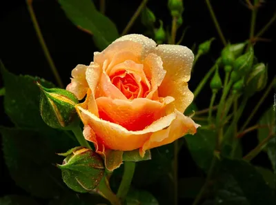 Фотография розы хаммер, вызывающая восхищение