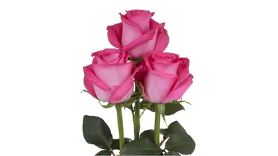 Фотка розы хаммер, чтобы вдохновиться ее изяществом