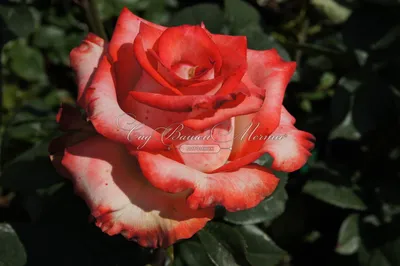 Изображение розы хаммер, чтобы освежить ваш день