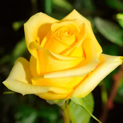 Украшение для глаз: фото розы хаммер