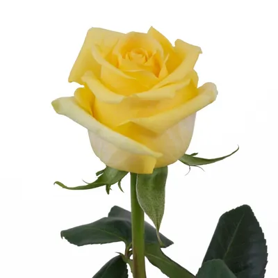 Фотка розы хаммер, чтобы подарить вам момент счастья