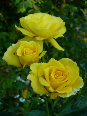 Фотография розы хаммер с уникальным форматом webp