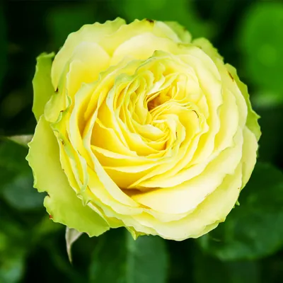 Изображение розы хаммер в формате png