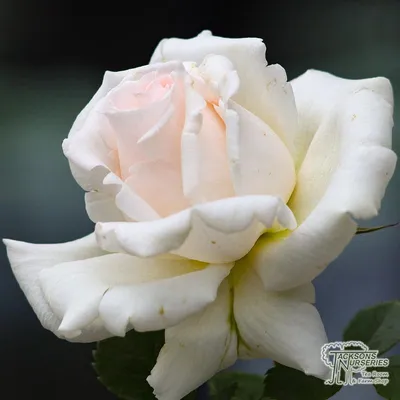 Фотка розы Хельга - большой размер, jpg