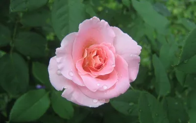 Фото розы Хельга в png, средний размер
