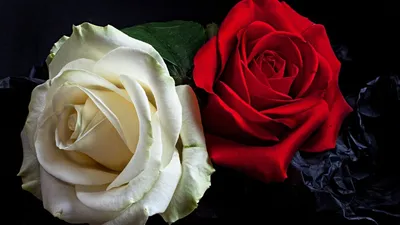 Роза Хельга - изображение, маленький размер, jpg
