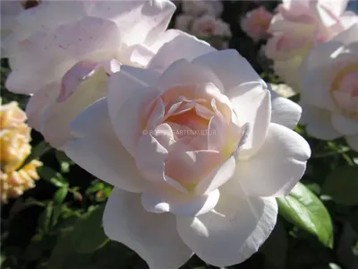 Картинка розы Хельга в webp формате, большой размер