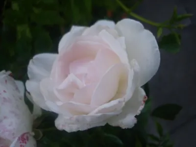 Роза Хельга - фотография png, средний размер