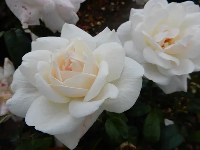 Фото розы Хельга - маленький размер, jpg