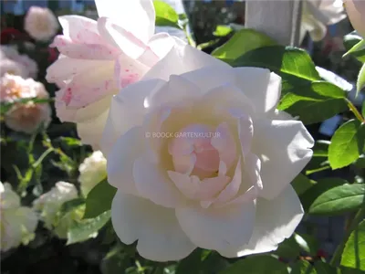 Изображение розы Хельга в webp формате, большой размер