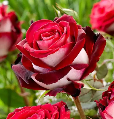 Фотка розы Хельга - средний размер, png