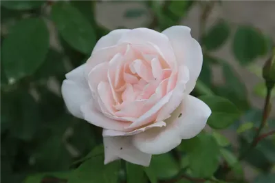 Изображение розы Хельга в png, большой размер