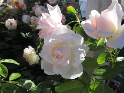 Фото розы Хельга - большой размер, jpg