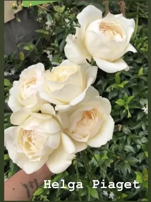 Фотка розы Хельга в png, маленький размер