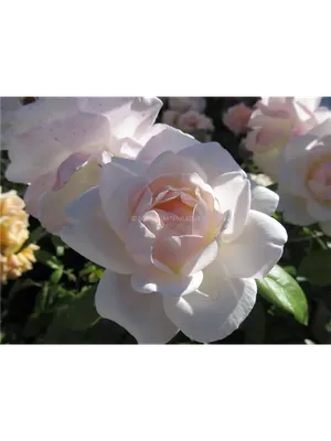 Роза Хельга - изображение, большой размер, webp