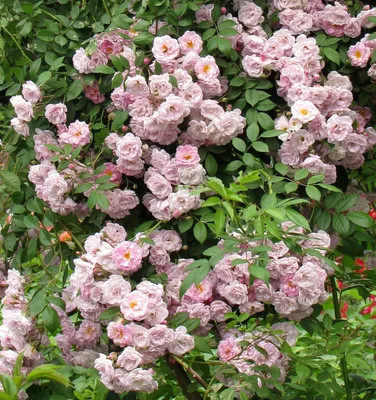 Картинка розы Хельга в формате jpg, средний размер