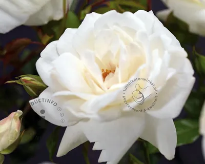 Фото розы Хельга - маленький размер, webp