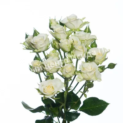 Изображение розы Хельга в формате jpg, большой размер