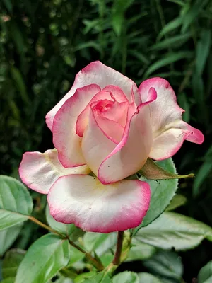 Фотка розы Хельга - средний размер, png