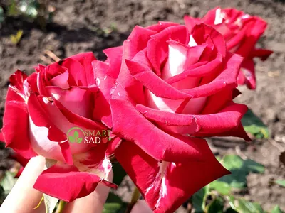 Фото розы Хельга в webp формате, маленький размер