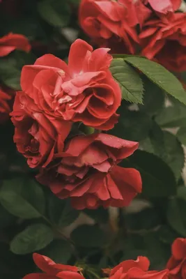 Картинка розы Хельга - средний размер, jpg