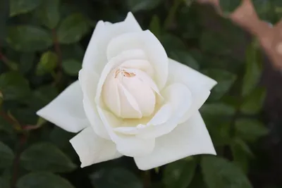 Фото розы Хельга в формате png, средний размер