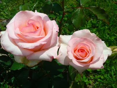 Картинка розы Хельга для скачивания в webp формате