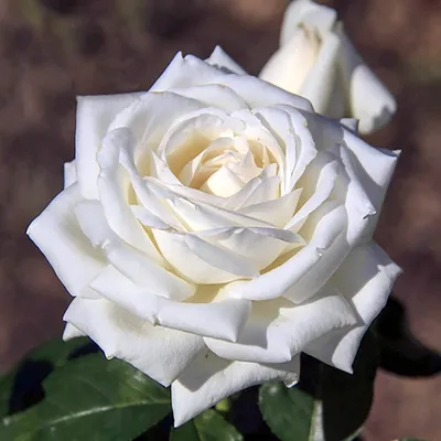 Фотография розы Хельга в png, маленький размер