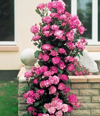 Роза хендель - большое фото формата jpg