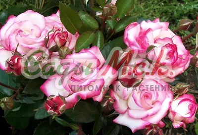 Изображение розы хендель в формате webp