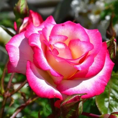 Фото розы хендель с возможностью выбрать размер