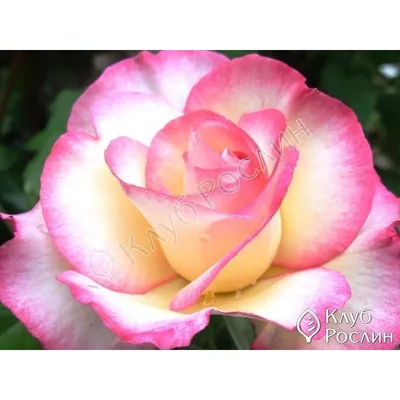 Изображение розы хендель в стиле webp