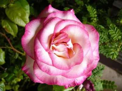 Фотография розы хендель в формате png