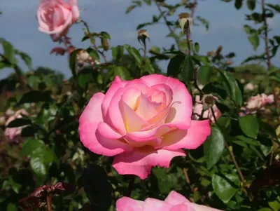 Фото розы хендель с высоким разрешением