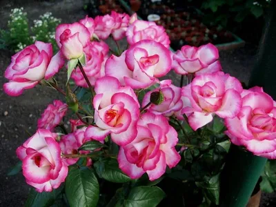 Красивая фотография розы хендель