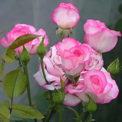Роза хендель - фото для коллекционеров роз