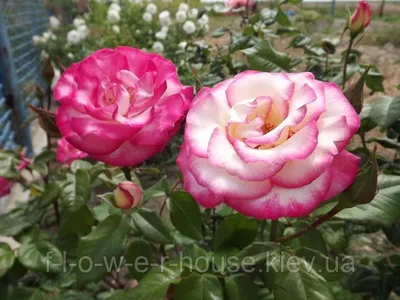 Изображение розы хендель в формате jpg